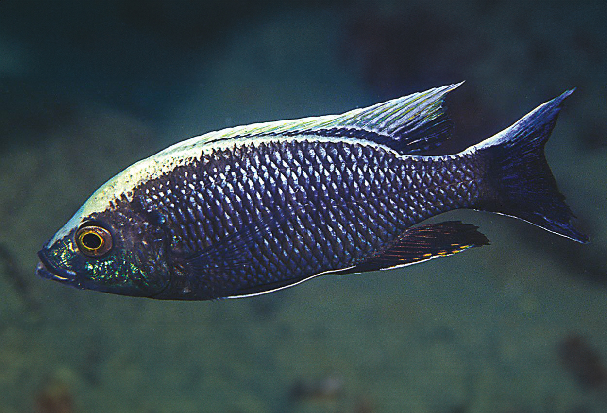 Copadichromis ilesi', Gome