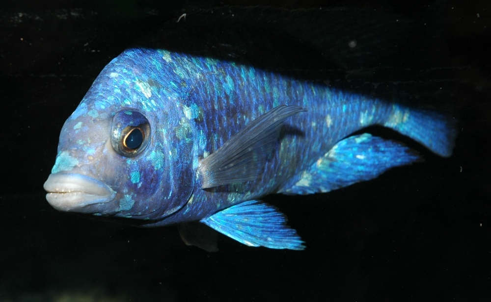 Placidochromis sp. "phenochilus tanzania"