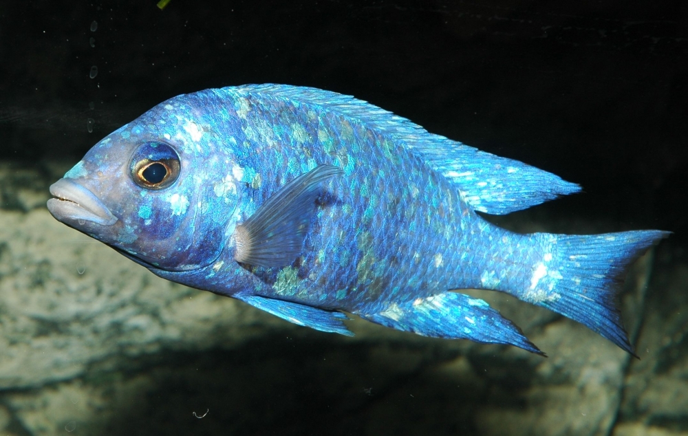 Placidochromis sp. "phenochilus tanzania"