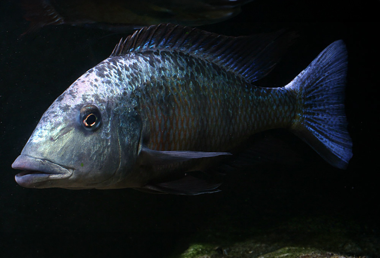 Fossorochromis rostratus