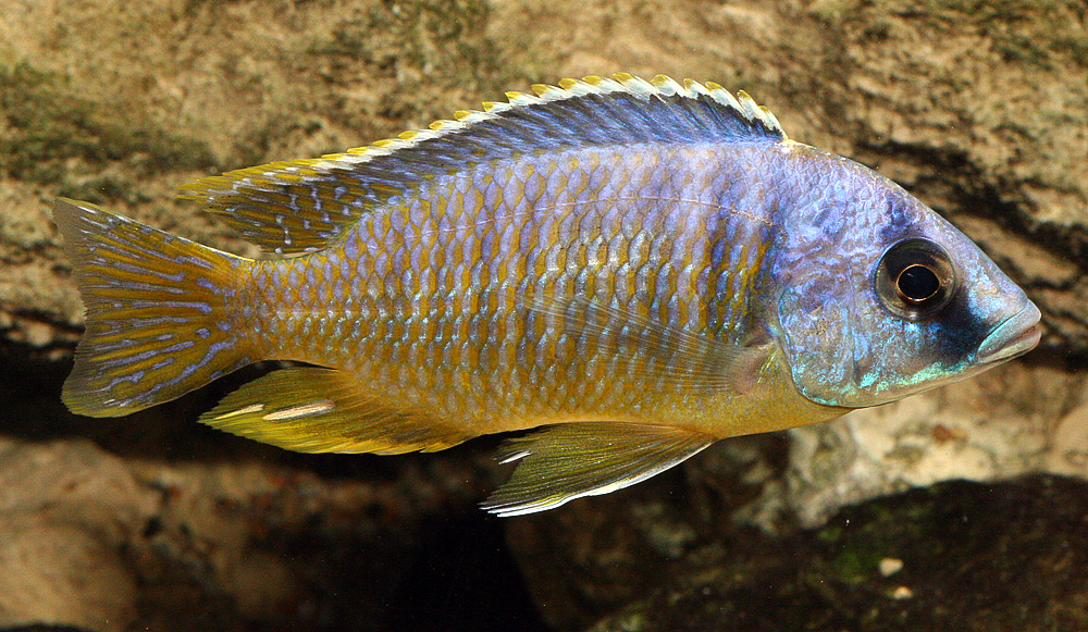 Otopharynx sp. "big spot ", Magunga"