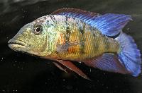 Fossochromis rostratus