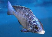 Placidochromis phenochilus, Mdoka