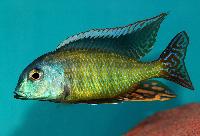 Tramitichromis liturus, Mdoka