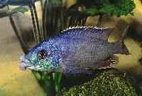 Chilotilapia euchilus-hane