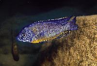 Protomelas taeniolatus "Cobwe"