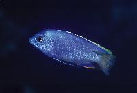 Protomelas taeniolatus, Lupingu