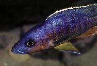 Stigmatochromis modestus, Mbenji