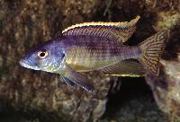 Stigmatochromis sp. 'spilostichus type'