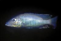 Stigmatochromis woodi, Makokola