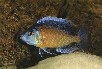 Copadichromis borleyi, Kadango