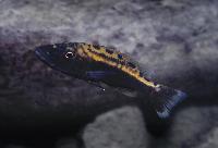 Tyrannochromis macrostoma