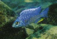 Copadichromis verduyni, Chiofu Bay