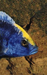 Protomelas spilonotus