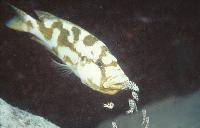 Nimbochromis livingstonii