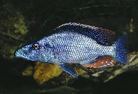 Dimidiochromis compressiceps