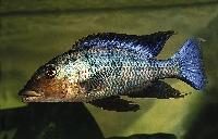 Fossorochromis rostratus