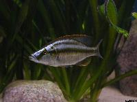Dimidiochromis compressiceps