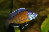 Copadichromis borleyi, Kadango