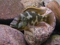 Nimbochromis livingstonii
