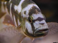 Nimbochromis livingstonii