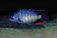 Protomelas taeniolatus, Chinyankwazi