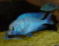 Cyrtocara moorii