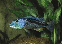 Aristochromis christyi