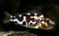 Nimbochromis livingstonii