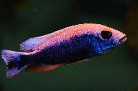 Sciaenochromis fryeri, icebergi purple