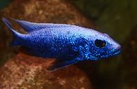 Sciaenochromis fryeri, iceberg