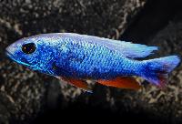 Sciaenochromis fryeri, ghost 