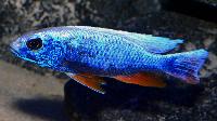 Sciaenochromis fryeri, ghost 