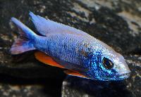 Sciaenochromis fryeri, ghost 