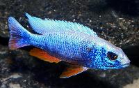 Sciaenochromis fryeri, ghost 