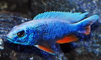 Sciaenochromis fryeri, ghost 
