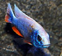 Sciaenochromis fryeri, ghost 