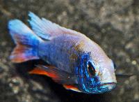 Sciaenochromis fryeri, ghost 