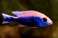Sciaenochromis fryeri, icebergi purple