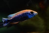 Sciaenochromis fryeri, icebergi purple