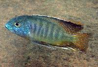 Mylochromis guentheri, Chiofu