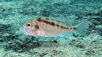Mylochromis guentheri, Chiofu
