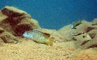 Mylochromis guentheri, Chiofu