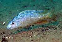 Otopharynx sp. "blue torpedo"