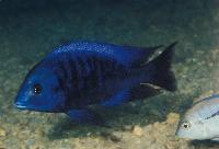 Protomelas annectens