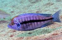 Protomelas annectens