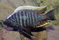 Copadichromis geertsii