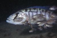 Tyrannochromis macrostoma