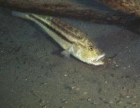Serranochromis robustus