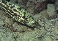 Nimbochromis polystigma (hona med yngel)